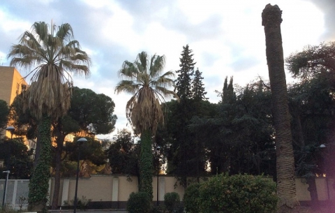 Bari sta perdendo le sue palme: �Il punteruolo rosso non d� scampo�